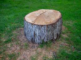 Best Tree Maintenance Programs  in Portland, TX