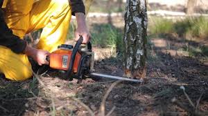 Best Tree Mulching  in Portland, TX