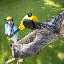 Best Tree Cabling and Bracing  in Portland, TX