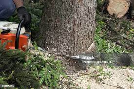 Best Root Management and Removal  in Portland, TX