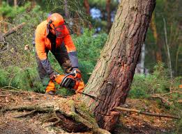 Best Lawn Pest Prevention  in Portland, TX