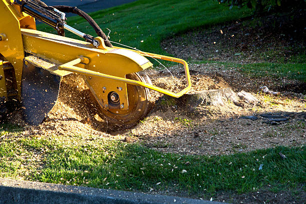Lawn Drainage Solutions in Portland, TX