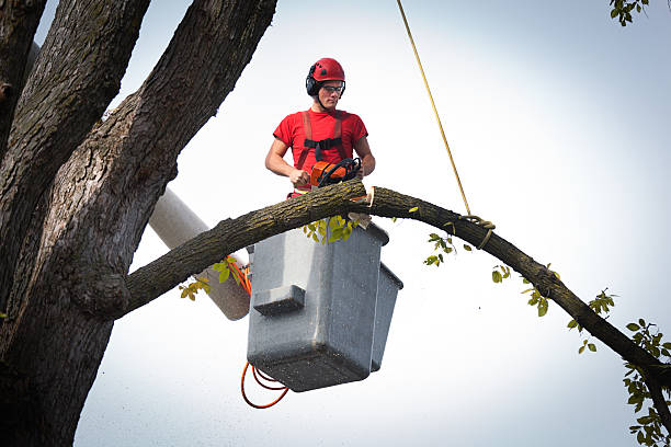 Best Hazardous Tree Removal  in Portland, TX