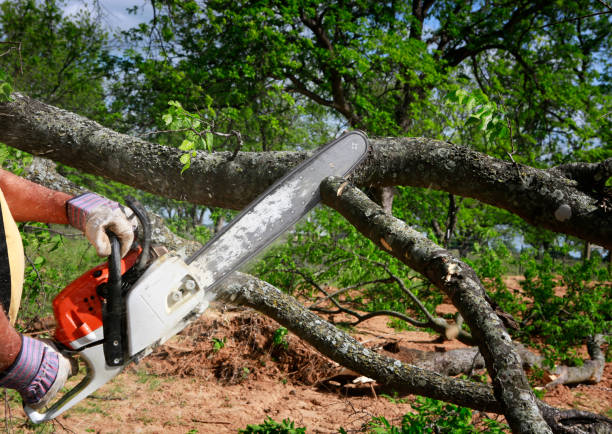 Trusted Portland, TX Tree Services Experts