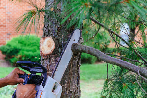Best Emergency Tree Removal  in Portland, TX